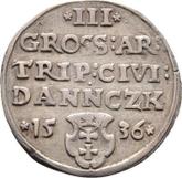 Reverse 3 Groszy (Trojak) 1536 Danzig