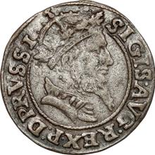 1 Grosz 1556    "Danzig"